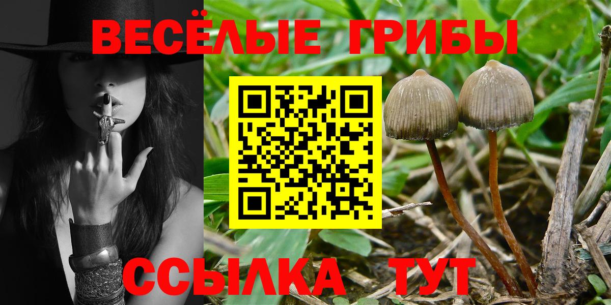 Калининград  Галлюциногенные грибы Psilocybe  Вход с VPN 